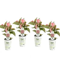 4-csomag, 4. in. Grande Surefire Rose Live Plant, Pink Virágok