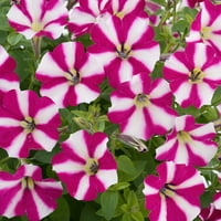 Bonnie Plants színes társak rózsaszín és fehér petunia oz. Négycsomagolás