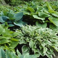 Van Zyverden Hostas prémium keverék növényi gyökerek készletének többszínű részleges árnyéka könnyen termeszthető lb