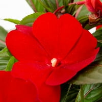 Szakértő kertész 6 Red Impatiens élő növényi függő kosár